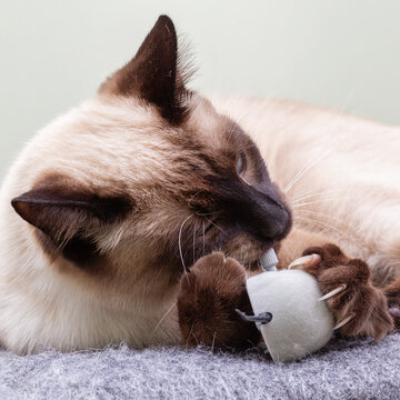 Thai kitten playing with a clockwork gray mouse.