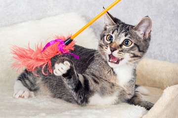 Funny gray striped kitten playing with a toy made of feathers.