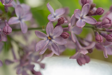 Lilac flowers close up. Natural background, there is a place for text
