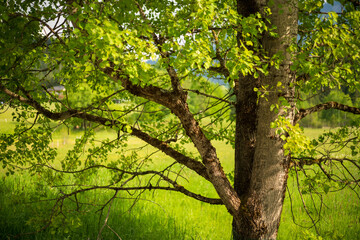 Laubbaum mit Blumenwiese