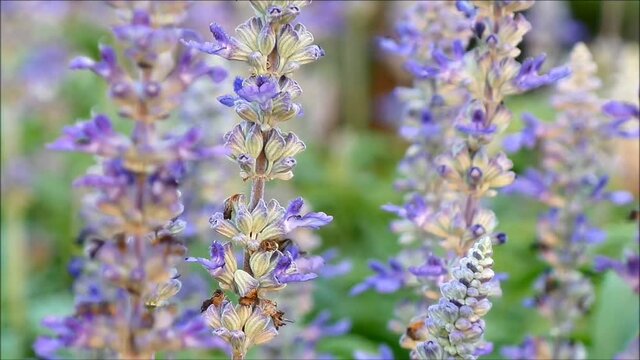 Footage of a tiny bee collecting nectar from the blooming Lavenders