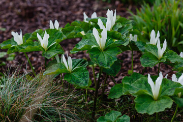 White Trillium ( lat.  Trillium ) is a genus of perennial herbaceous plants of the Trillium family. 