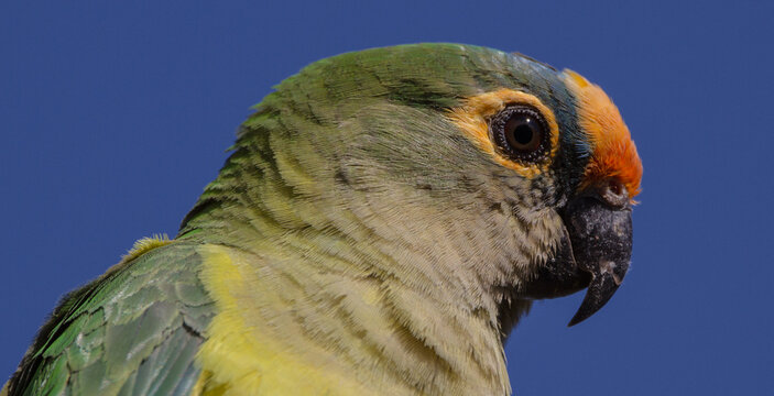 Peach-fronted Parakeet