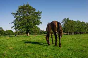 Bay foal grazes on a green summer meadow in the evening sun