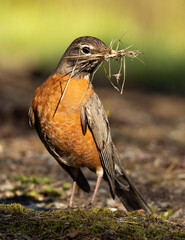 Robin building a nest