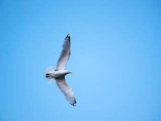 Blue Hour Seagull II