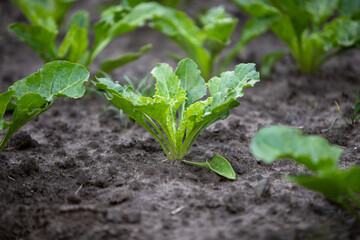 young plants on a beet field, close up