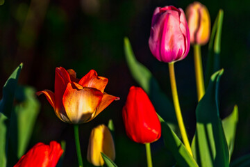 Wild tulips in red and yellow shades