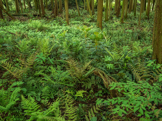 Landscape in the forest