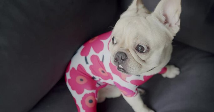 Portrait cute animal pet friendly white French bulldog wearing red flowers suit sitting relaxing on sofa at home