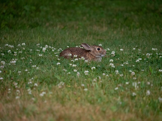 Bunny in Clover