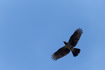 hooded crow flying in a blue sky
