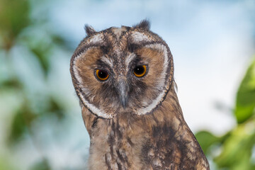 close up of head of long-eared owl