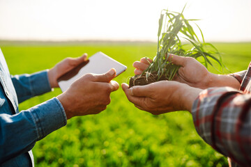 Farmers with tablet on a green wheat field. Farmers in sterile medical masks discuss agricultural...