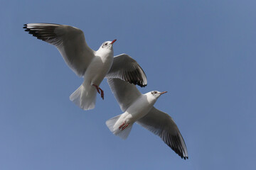 close up of two gulls flying in a blue sky