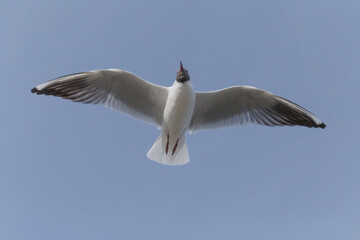 close up of black-headed gull flying in a blue sky