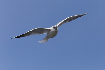 Fototapeta na wymiar common gull flying in a blue sky