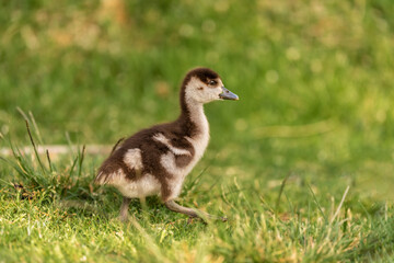 Baby Egyptian goose ( Alopochen aegyptiaca ) in early spring morning in Ramat Gan park. Israel.