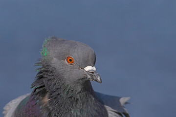 close up of head of rock pigeon