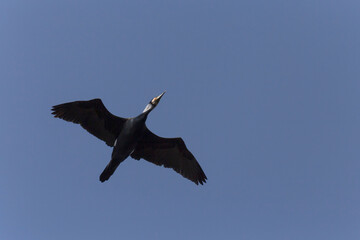 view on great cormorant flying in a blue sky