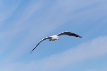 close up of  gull flying in a sky with white clouds