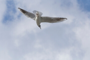 view on black-headed gull flying in a sky