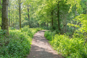 Fototapeta premium Fairy Footpaths at Fullerton Park Near Troon in Scotland.