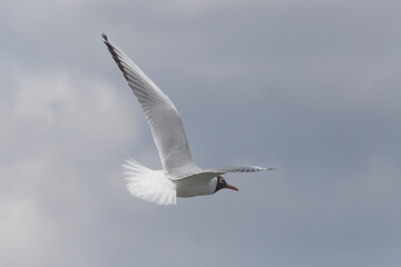 black-headed gull flying in a sky against clouds