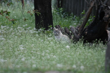 cat on the grass