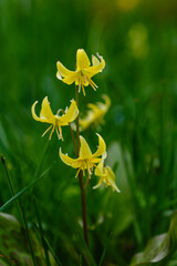 Erythronium pagoda or dog`s tooth violet yellow flowers with green