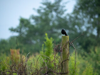 Male Red-Winged Blackbird on Post