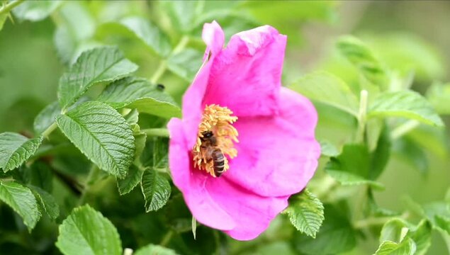 Fleißige Biene Sammelt Necker und Bestäub Blumen