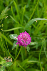 flower with water drops
