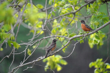 Robin with young robins looking for food, perching in trees and flying off together in summer day