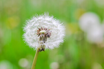 Akène (boule de graines) du pissenlit.