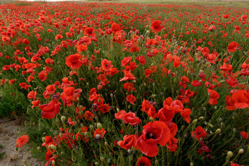 Amapola en primavera, campo de flores rojas, amapolas y ciehlo