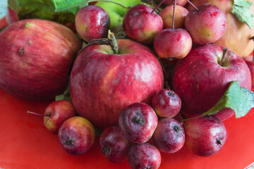 Various organic apples on red plate close up