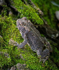 American toad on a mossy tree