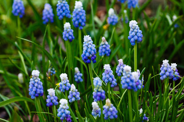 Muscari aucheri 'Ocean Magic' (Grape Hyacinth) 