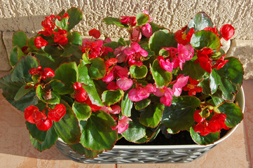 begonia everlasting havana in a ceramic pot