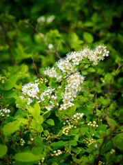 flowers on a green background