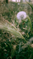 Fluffy dandelion in the green grass