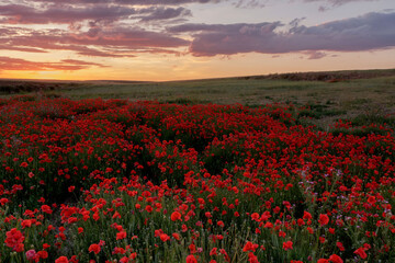 Obraz premium Amapola en primavera, campo de flores rojas, amapolas y ciehlo