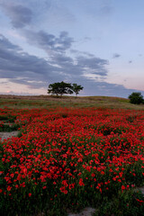 Amapola en primavera, campo de flores rojas, amapolas y ciehlo