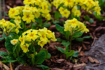 Primula elatior yellow in spring time