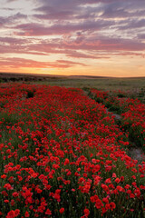 Plakat Amapola en primavera, campo de flores rojas, amapolas y ciehlo