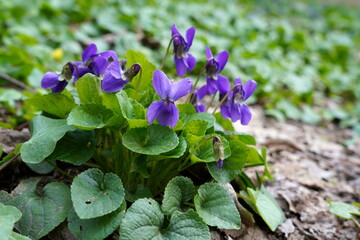 Viola odorata (sweet violets) fresh flowers in the garden in spring
