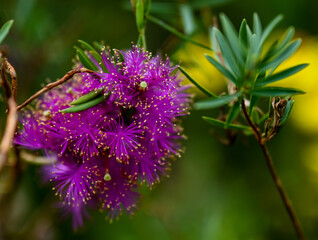 beautiful mauve or violet colored flower close-up, natural world or nature concept - perfect background photo for a card