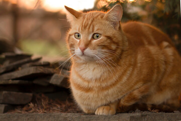 Fototapeta na wymiar portrait of a cat, red cat