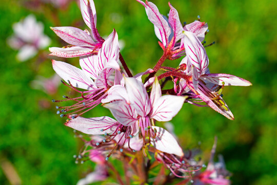 Dictamnus albus, a white, aromatic flower, with reddish veins, is also known as burning bush, gas plant or fraxinella